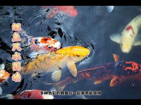 鯉魚風水|鯉魚池擺放：風水師指點